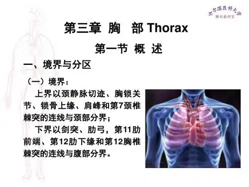 局部解剖学胸部医学课件ppt-104页精品文档