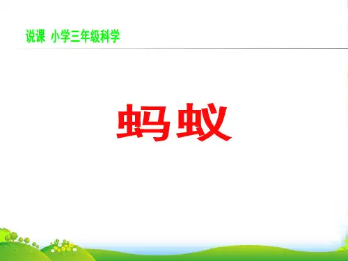 教科版三年级科学上册《蚂蚁》精品课件