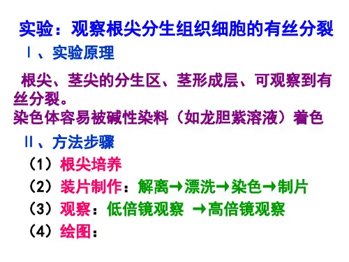 实验：观察根尖分生组织细胞的有丝分裂