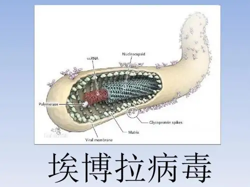 埃博拉病毒介绍