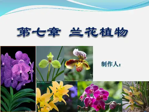 兰花植物