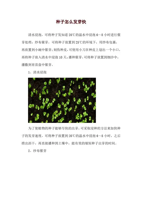 种子怎么发芽快