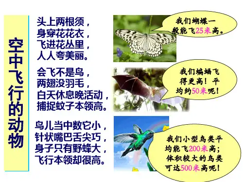 人教版八上5.1.6鸟课件(24张ppt)