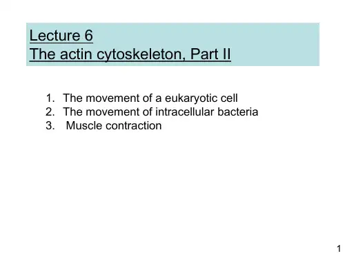 (英文)细胞生物学lecture6-肌动蛋白细胞骨架
