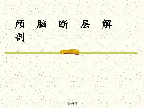 颅脑断层解剖 最全最强