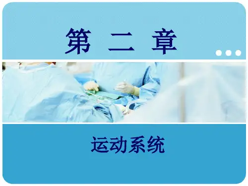 人体解剖学第二章运动系统