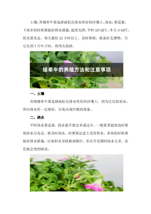 矮牵牛的养殖方法和注意事项