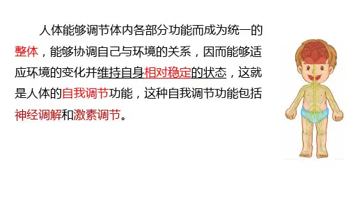 激素调节ppt课件