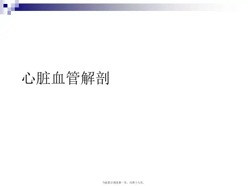 心脏血管解剖课件