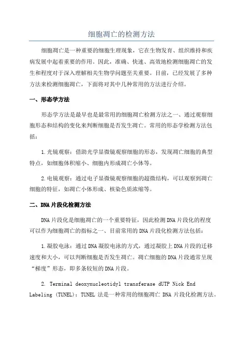 细胞凋亡的检测方法