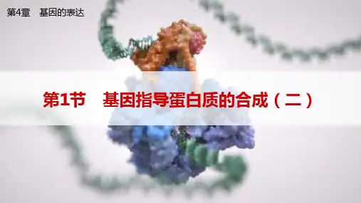 基因指导蛋白质的合成(二)课件高一下学期人教版生物必修2
