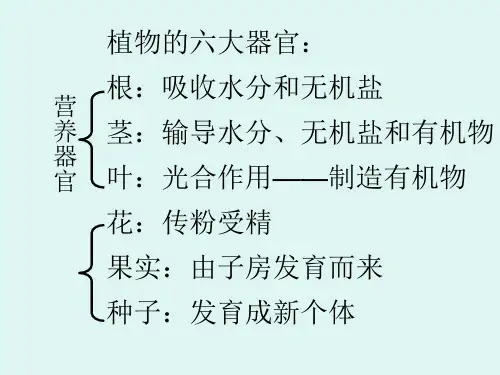第三单元绿色植物的一生种子到花1PPT课件