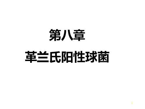 革兰氏阳性球菌PPT课件