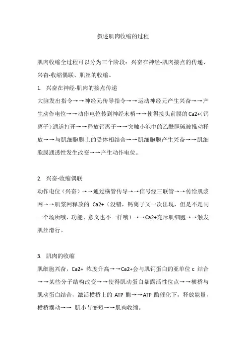 叙述肌肉收缩的过程