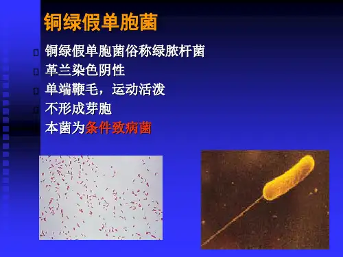 铜绿假单胞菌