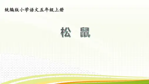 《松鼠》ppt课件