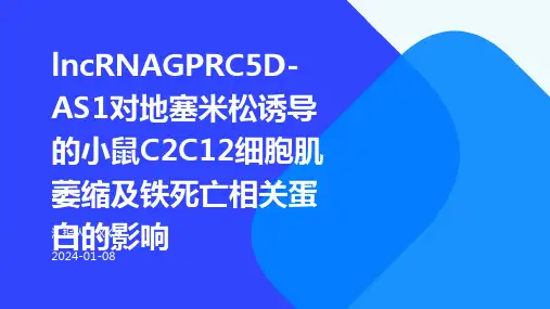 lncRNAGPRC5D-AS1对地塞米松诱导的小鼠C2C12细胞肌萎缩及铁死亡相关蛋白的影响演示稿