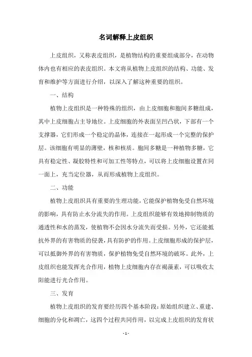 名词解释上皮组织