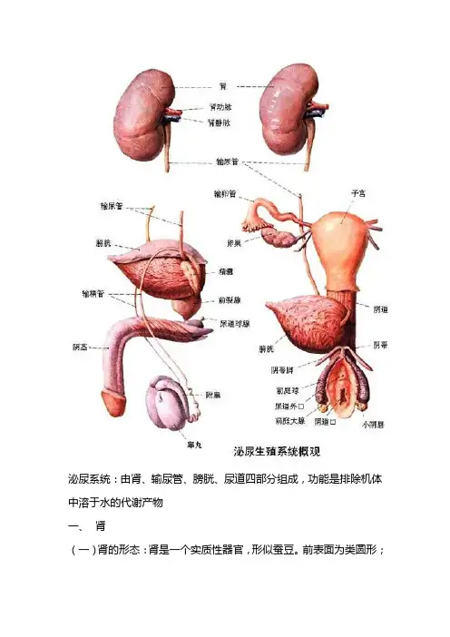 系统解剖学第5章泌尿系统