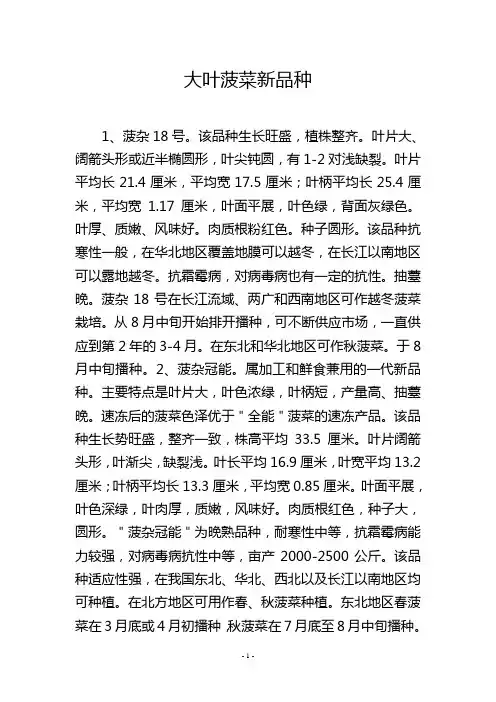 大叶菠菜新品种