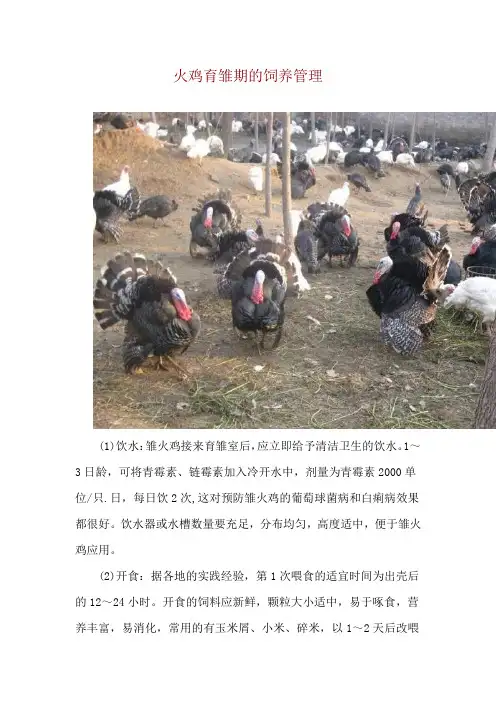 火鸡育雏期的饲养管理