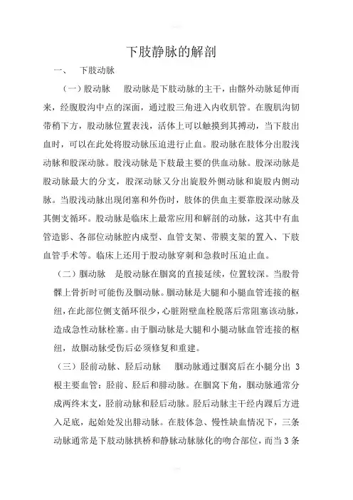 下肢静脉的解剖