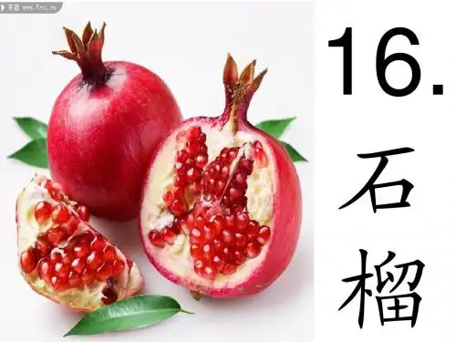 16石榴课件课件
