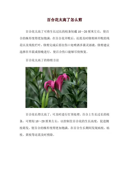 百合花太高了怎么剪