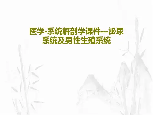 医学-系统解剖学课件---泌尿系统及男性生殖系统共46页PPT