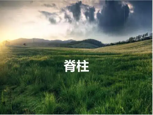 脊柱