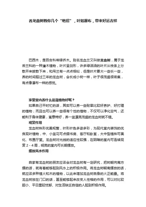 养龙血树教你几个“绝招”，叶如瀑布，带来好运吉祥