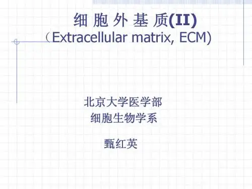 15_细胞外基质-2008.5-II