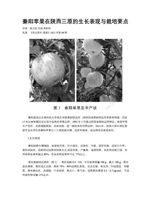 秦阳苹果在陕西三原的生长表现与栽培要点