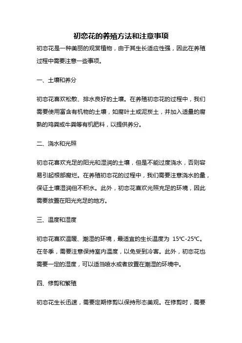 初恋花的养殖方法和注意事项