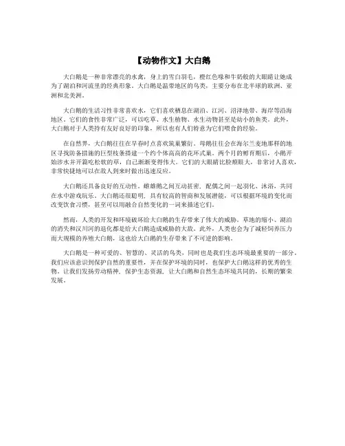 【动物作文】大白鹅