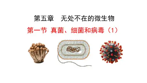 第一节真菌、细菌和病毒(1)课件2024-2025学年苏教版生物七年级上册