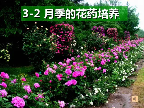 3[1]2《月季的花药培养》(新人教版选修1)精品PPT课件