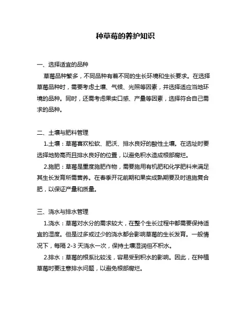 种草莓的养护知识
