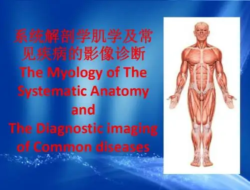 系统解剖——肌学