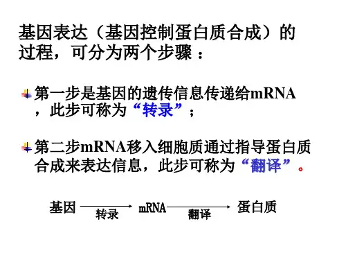 基因的表达一轮复习课ppt课件