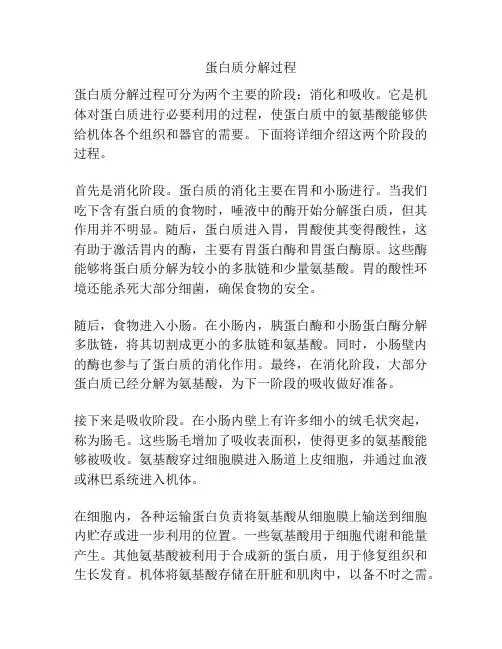 蛋白质分解过程