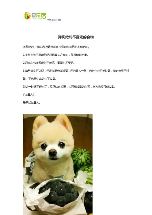 狗狗绝对不能吃的食物