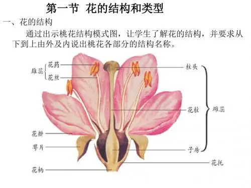 第一章绿色开花植物的一生复习