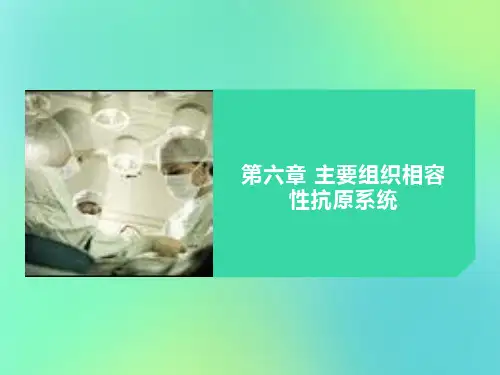 主要组织相容性抗原系统