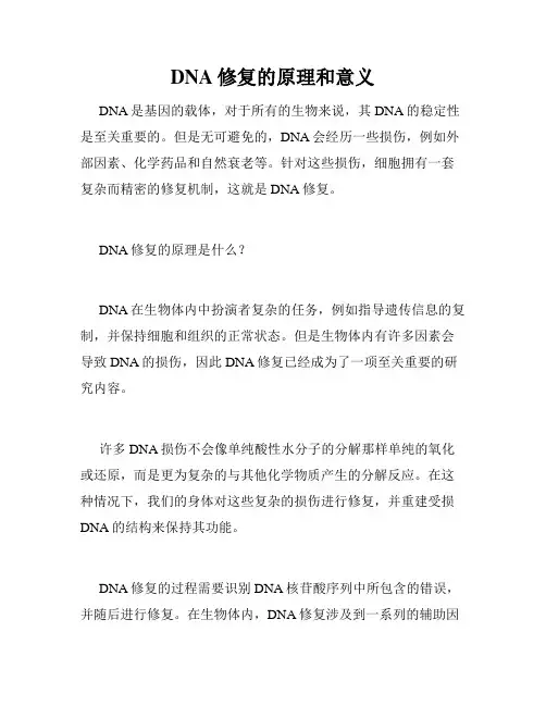 DNA修复的原理和意义