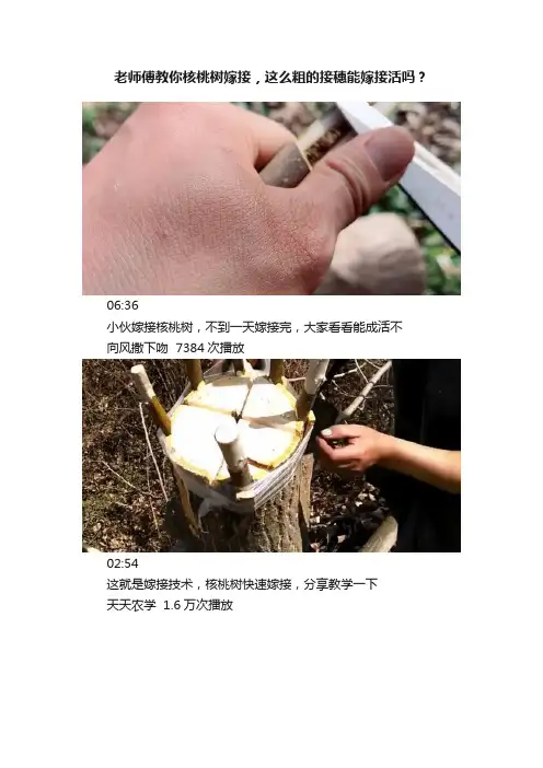 老师傅教你核桃树嫁接，这么粗的接穗能嫁接活吗？