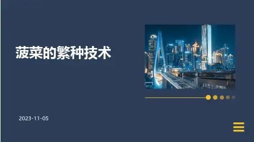 菠菜的繁种技术