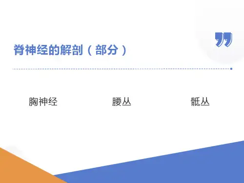 脊神经(胸神经、腰丛、骶丛)