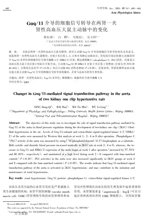 肾性高血压大鼠主动脉中的变化