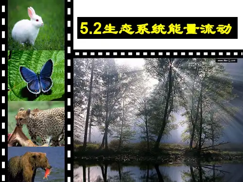 生态系统的能量流动(简洁明了,思路清晰)